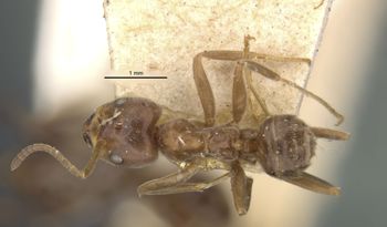 Media type: image;   Entomology 21331 Aspect: habitus dorsal view